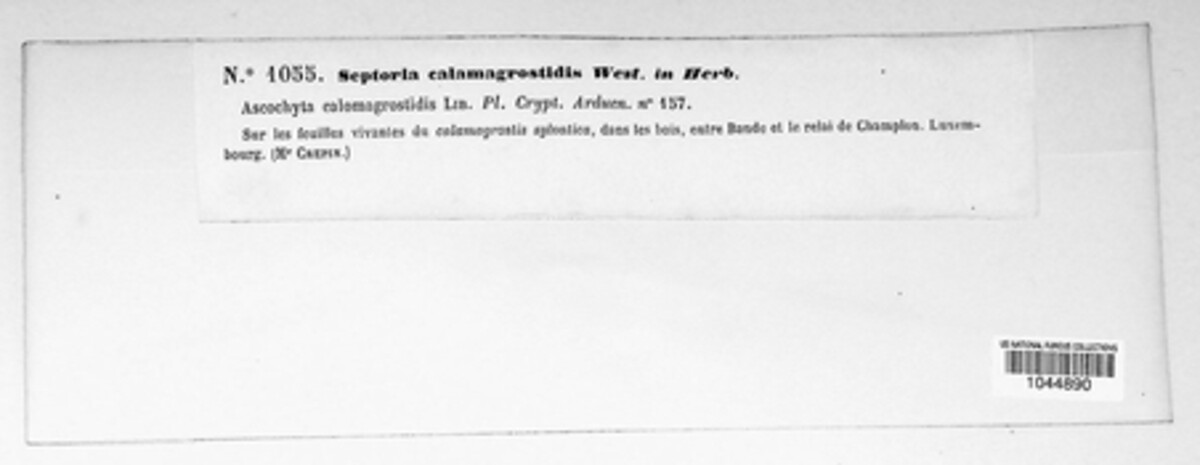 Pseudoseptoria everhartii image